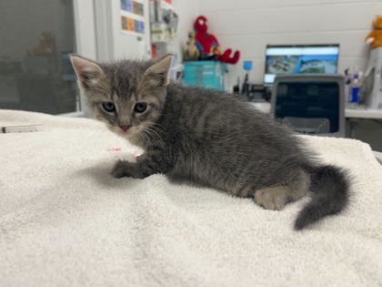 Shelter Stray Female Cat last seen Near Woodland Avenue, 64127, MO, 7077 Elmwood Ave, Kansas City, MO 64132, USA
