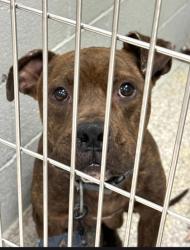Shelter Stray Male Dog last seen Near Frederick Ave, 21223, MD, 2490 Giles Rd, Baltimore, MD 21225, USA