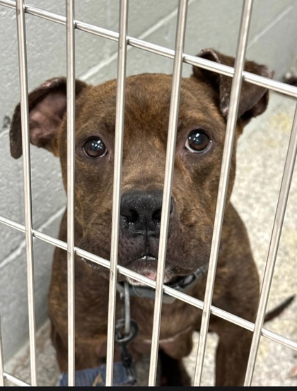 Shelter Stray Male Dog last seen Near Frederick Ave, 21223, MD, 2490 Giles Rd, Baltimore, MD 21225, USA