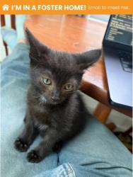 Shelter Stray Male Cat last seen Near Cedargarden Rd, 21229, MD, 2490 Giles Rd, Baltimore, MD 21225, USA