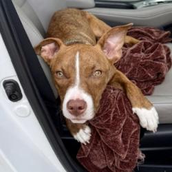 Shelter Stray Female Dog last seen West Grand and West St, Oakland, CA, 1101 29th Ave, Oakland, CA 94601, USA