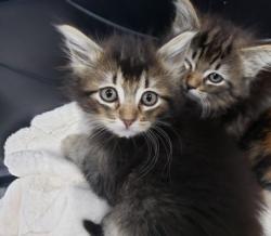 Shelter Stray Female Cat last seen Near 82nd Ave, Oakland, CA, 1101 29th Ave, Oakland, CA 94601, USA