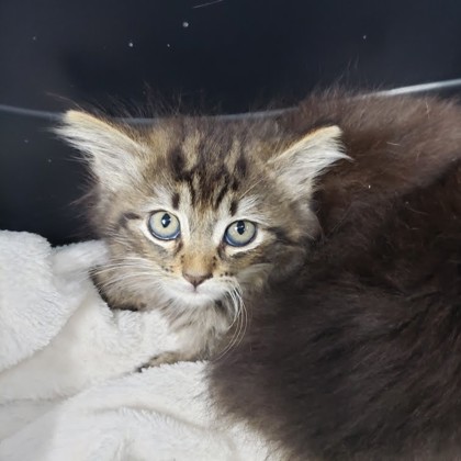 Shelter Stray Female Cat last seen Near 82nd Ave, Oakland, CA, 1101 29th Ave, Oakland, CA 94601, USA