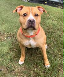 Shelter Stray Male Dog last seen W Sugarberry Lane, Beverly Hills,, 4030 S Airport Rd, Inverness, FL 34450, USA