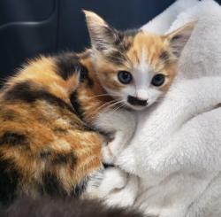 Shelter Stray Female Cat last seen Near 82nd Ave, Oakland, CA, 1101 29th Ave, Oakland, CA 94601, USA
