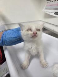 Shelter Stray Female Cat last seen Near Seminary Ave, Oakland, CA, 1101 29th Ave, Oakland, CA 94601, USA