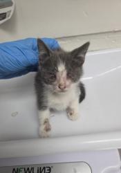 Shelter Stray Female Cat last seen Near Seminary Ave, Oakland, CA, 1101 29th Ave, Oakland, CA 94601, USA