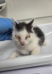 Shelter Stray Male Cat last seen Near Seminary Ave, Oakland, CA, 1101 29th Ave, Oakland, CA 94601, USA