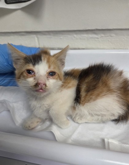 Shelter Stray Female Cat last seen Near hilton st, Oakland, CA, 1101 29th Ave, Oakland, CA 94601, USA