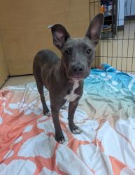 Shelter Stray Female Dog last seen Near Madeline Place, 30083, GA, 3280 Chamblee Dunwoody Rd, Chamblee, GA 30341, USA