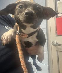 Shelter Stray Female Dog last seen Near lake ridge ln Atlanta Georgia 30338, 30338, GA, 3280 Chamblee Dunwoody Rd, Chamblee, GA 30341, USA