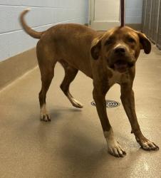Shelter Stray Male Dog last seen Near Fields Dr, 30038, GA, 3280 Chamblee Dunwoody Rd, Chamblee, GA 30341, USA