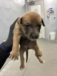 Shelter Stray Male Dog last seen S Quince Ave & W Tahoe Ave, Caruthers Zone Fresno CO 1B 93609, CA, 1510 W Dan Ronquillo Dr, Fresno, CA 93706, USA