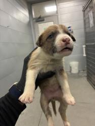 Shelter Stray Male Dog last seen S Quince Ave & W Tahoe Ave, Caruthers Zone Fresno CO 1B 93609, CA, 1510 W Dan Ronquillo Dr, Fresno, CA 93706, USA