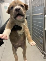 Shelter Stray Male Dog last seen S Quince Ave & W Tahoe Ave, Caruthers Zone Fresno CO 1B 93609, CA, 1510 W Dan Ronquillo Dr, Fresno, CA 93706, USA