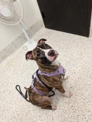 Shelter Stray Female Dog last seen Lee Street SW and Abernathy Blvd SW, Atlanta, GA, 1251 Fulton Industrial Blvd NW, Atlanta, GA 30336, USA