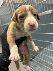 Shelter Stray Male Dog last seen S Quince Ave & W Tahoe Ave, Caruthers Zone Fresno CO 1B 93609, CA, 1510 W Dan Ronquillo Dr, Fresno, CA 93706, USA