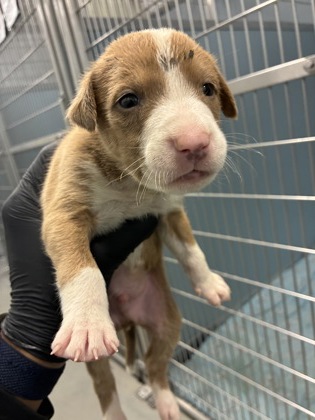 Shelter Stray Male Dog last seen S Quince Ave & W Tahoe Ave, Caruthers Zone Fresno CO 1B 93609, CA, 1510 W Dan Ronquillo Dr, Fresno, CA 93706, USA