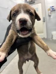 Shelter Stray Female Dog last seen S Quince Ave & W Tahoe Ave, Caruthers Zone Fresno CO 1B 93609, CA, 1510 W Dan Ronquillo Dr, Fresno, CA 93706, USA