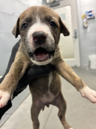 Shelter Stray Female Dog last seen S Quince Ave & W Tahoe Ave, Caruthers Zone Fresno CO 1B 93609, CA, 1510 W Dan Ronquillo Dr, Fresno, CA 93706, USA