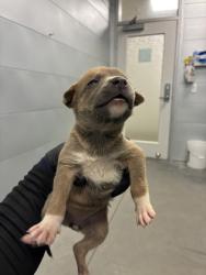 Shelter Stray Female Dog last seen S Quince Ave & W Tahoe Ave, Caruthers Zone Fresno CO 1B 93609, CA, 1510 W Dan Ronquillo Dr, Fresno, CA 93706, USA