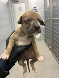 Shelter Stray Female Dog last seen S Quince Ave & W Tahoe Ave, Caruthers Zone Fresno CO 1B 93609, CA, 1510 W Dan Ronquillo Dr, Fresno, CA 93706, USA