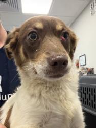 Shelter Stray Female Dog last seen W Princeton Ave & N Marks Ave, Fresno Zone Fresno CO 2 93722, CA, 1510 W Dan Ronquillo Dr, Fresno, CA 93706, USA
