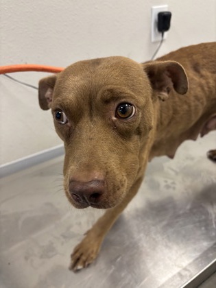 Shelter Stray Female Dog last seen S Cherry Ave & W Daleville Ave, Fresno Zone Fresno CO 2 93706, CA, 1510 W Dan Ronquillo Dr, Fresno, CA 93706, USA