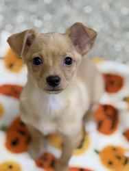 Shelter Stray Male Dog last seen Near Folsom Blvd, Rancho Cordova, CA, 6201 Florin Perkins Rd, Sacramento, CA 95828, USA