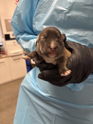 Shelter Stray Female Dog last seen S Cherry Ave & W Daleville Ave, Fresno Zone Fresno CO 2 93706, CA, 1510 W Dan Ronquillo Dr, Fresno, CA 93706, USA