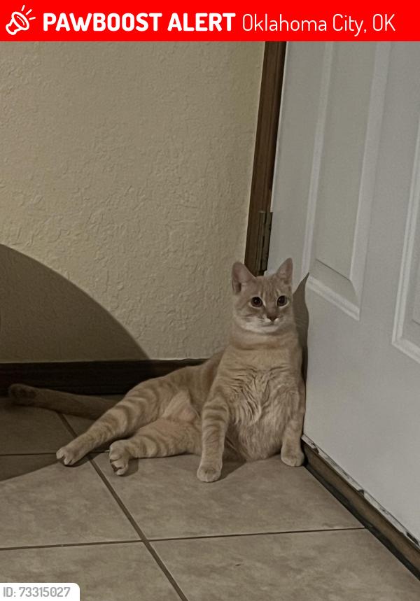 Lost Male Cat last seen In canyon north off of Hefner and Rockwell, Oklahoma City, OK 73162