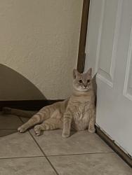 Lost Male Cat last seen In canyon north off of Hefner and Rockwell, Oklahoma City, OK 73162