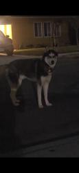 Found/Stray Unknown Dog last seen Ceres Ave, Fontana, CA 92336