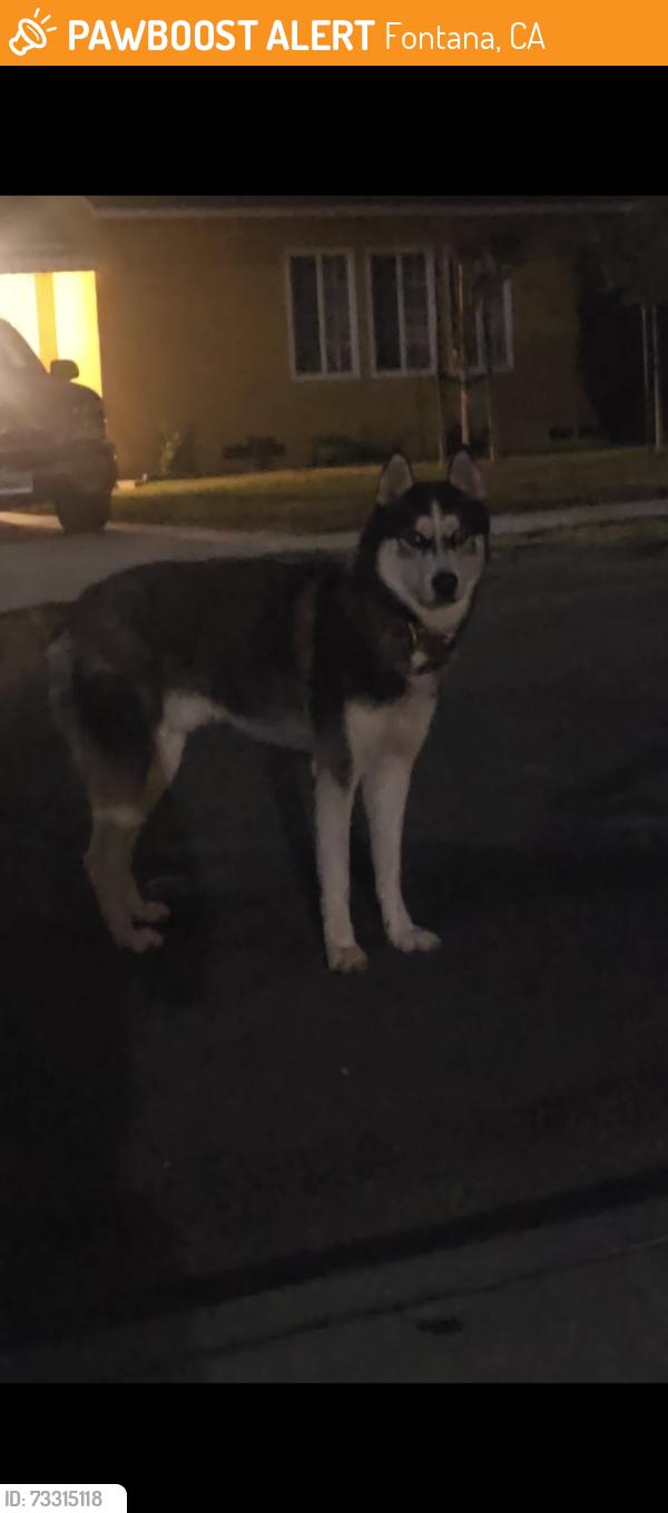 Found/Stray Unknown Dog last seen Ceres Ave, Fontana, CA 92336