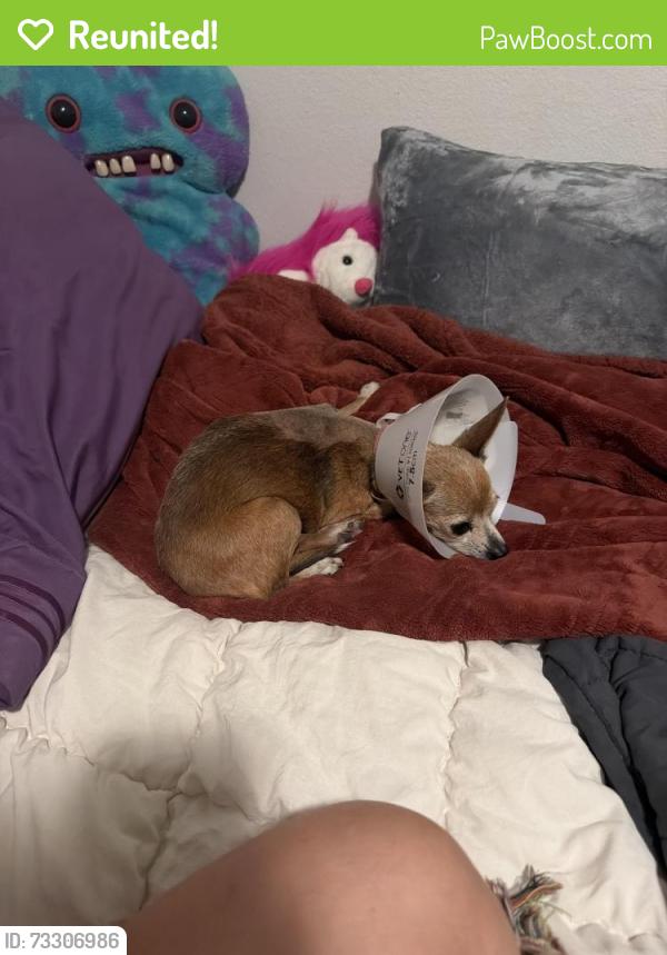 Reunited Female Dog last seen Kenyon and ranchero, Hesperia, CA 92345
