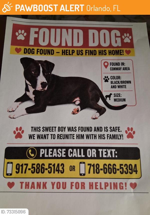 Found/Stray Male Dog last seen Conway rd and merryweather dr, Orlando, FL 32812