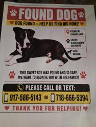 Found/Stray Male Dog last seen Conway rd and merryweather dr, Orlando, FL 32812