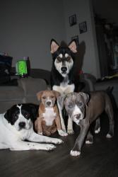 Lost Female Dog last seen Foster and sulphur springs, San Antonio, TX 78222