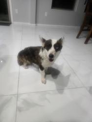 Reunited Female Dog last seen 59th ave & Buckeye rd, Phoenix, AZ 85043