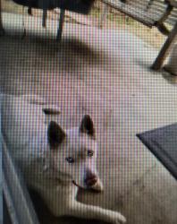 Reunited Female Dog last seen Near Somerset St. Buena Park, CA 90621, Buena Park, CA 90621