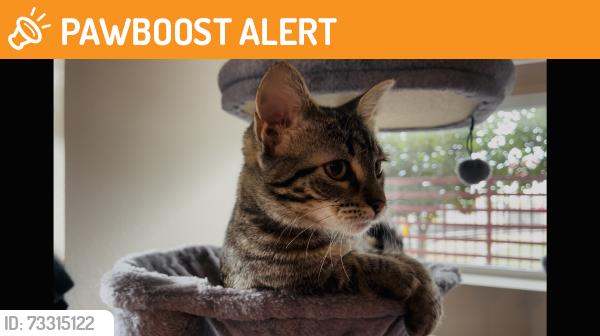 Found/Stray Female Cat last seen Huntington Beach, Huntington Beach, CA 92648