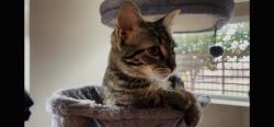 Found/Stray Female Cat last seen Huntington Beach, Huntington Beach, CA 92648