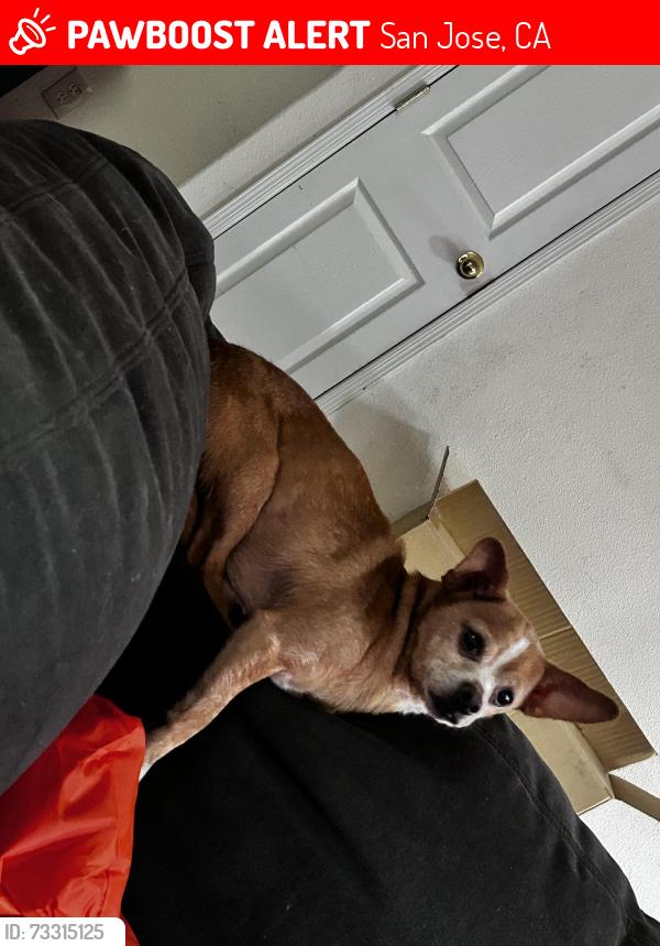 Lost Male Dog last seen Hermitage ave, San Jose, CA 95134