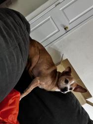 Lost Male Dog last seen Hermitage ave, San Jose, CA 95134