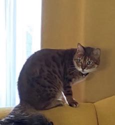 Reunited Female Cat last seen Entrance to Victoria Park - town side., Bath and North East Somerset, England BA1 1LP