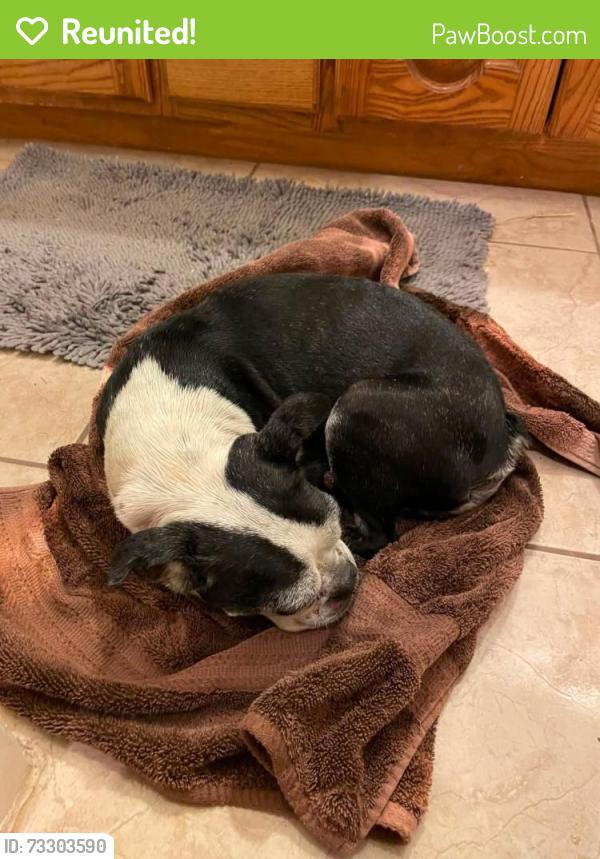 Reunited Female Dog last seen Doolittle, Edinburg, TX 78542