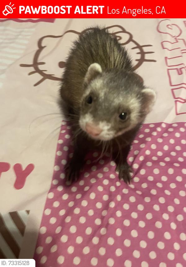 Lost Female Ferret last seen Central and 27th, Los Angeles, CA 90011