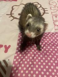 Lost Female Ferret last seen Central and 27th, Los Angeles, CA 90011