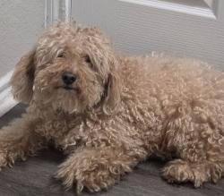 Reunited Unknown Dog last seen Providence Place Aprtments, Denton, TX 76201
