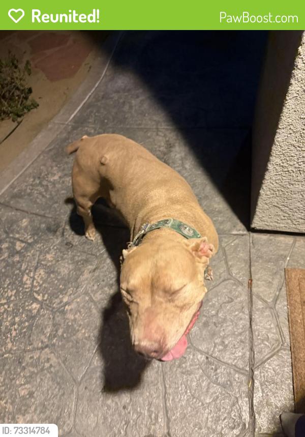 Reunited Female Dog last seen Avenida de las vistas, San Diego, CA 92154